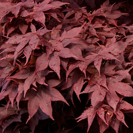 red maple leaves