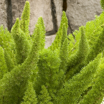 green spikes of foxtail fern