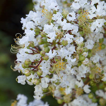 white crape myrtle flower