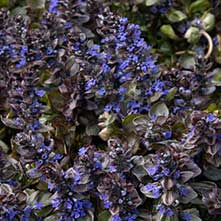 Catlin's Giant Ajuga