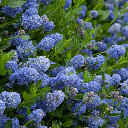 california lilac flowers are great pollinator plants