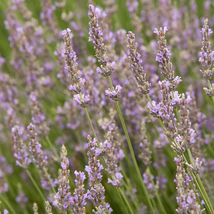 lavender flowers on green stems