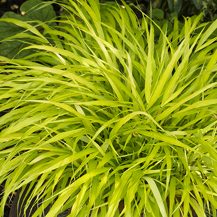 chartreuse forest grass