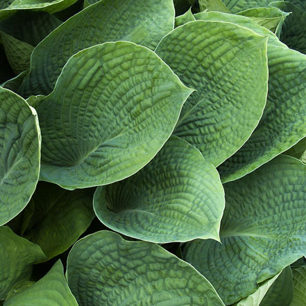 silvery blue hosta elegens foliage