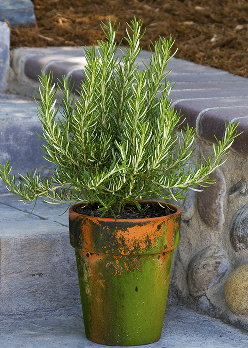 rosemary plant in copper and green container