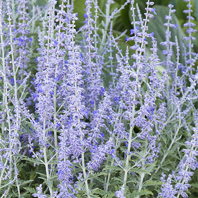 purple spikes of flowers on russian sage