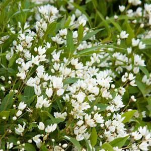 Dwarf Nikko Deutzia