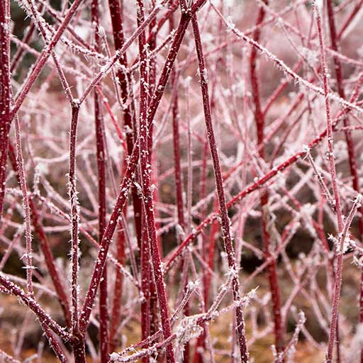 Variegated Red Twig Dogwood