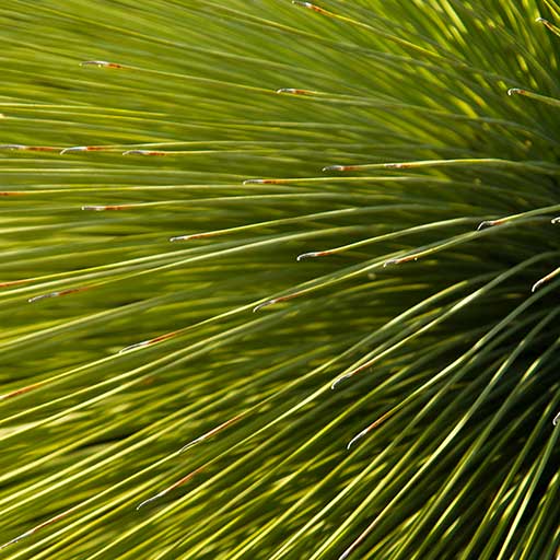 Mexican Grass Tree