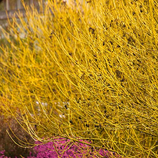 Yellow Twig Dogwood