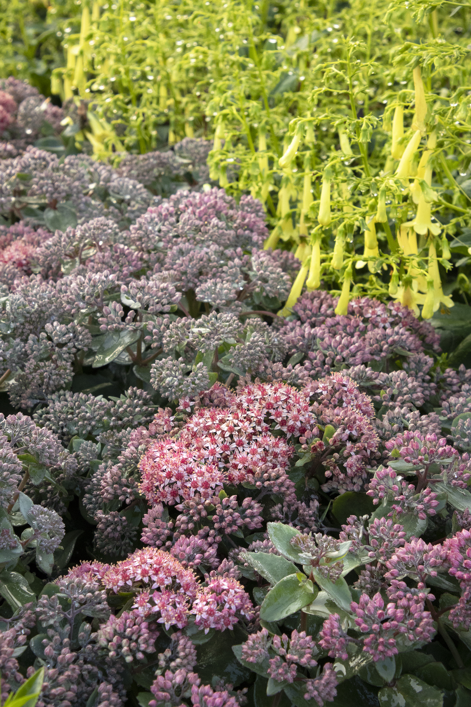 purple sedum flowers