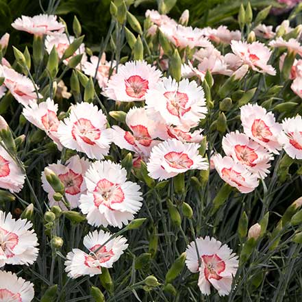 American Pie™ Georgia Peach Dianthus