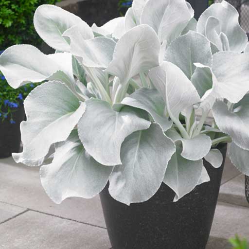 Angel Wings® Senecio