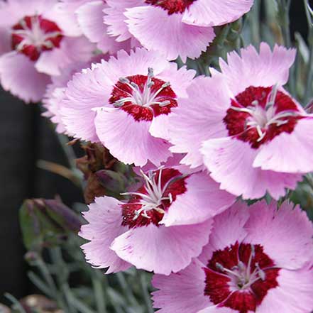 Scent from Heaven™ Angel of Peace Dianthus