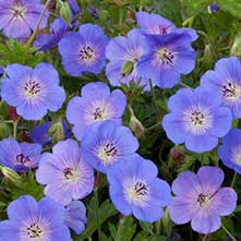 Rozanne Cranesbill