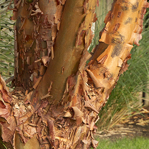 Paperbark Maple