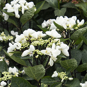 Glacier Bay Hydrangea