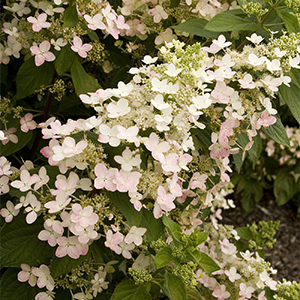 Angel’s Blush® Hydrangea