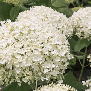 Seaside Serenade® Bar Harbor Hydrangea