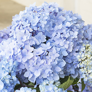 Blue Enchantress® Hydrangea