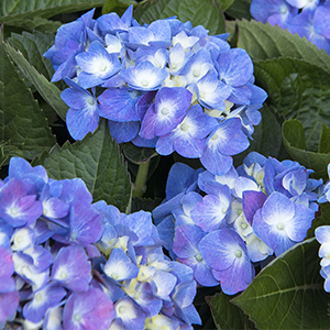 Seaside Serenade® Cape Cod Hydrangea