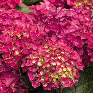 Seaside Serenade® Cape Hatteras Hydrangea