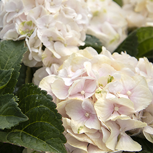 Seaside Serenade® Cape Lookout Hydrangea