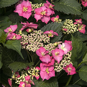 Seaside Serenade® Cape May Hydrangea