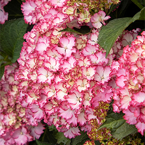 Seaside Serenade® Fire Island Hydrangea