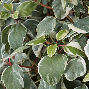 Lacy Hearts™ chinese hydrangea vine Image
