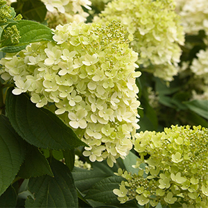 Limelight Hydrangea