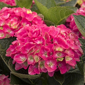 Seaside Serenade® Martha’s Vineyard Hydrangea