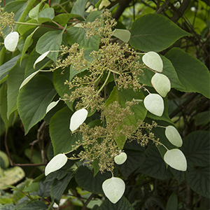 Moonlight chinese hydrangea vine Image