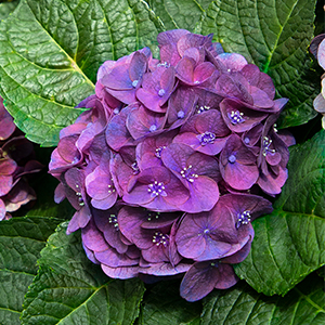 Seaside Serenade® Newport Hydrangea