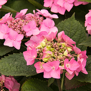 Seaside Serenade® Outer Banks Hydrangea