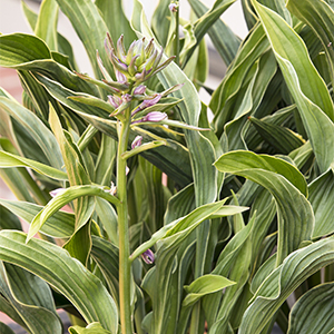 Praying Hands Hosta