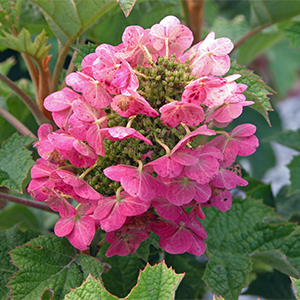 Ruby Slippers Oakleaf Hydrangea