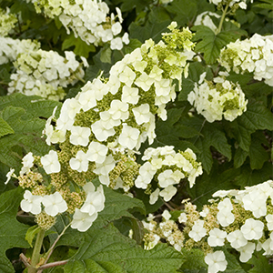 Snow Queen Oakleaf Hydrangea Image