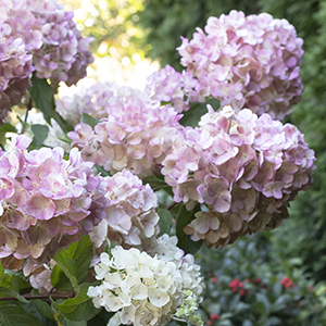 Strawberry Shake™ Hydrangea