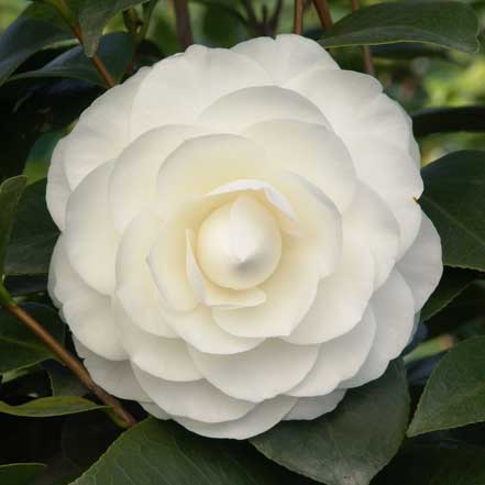 white camellia flower