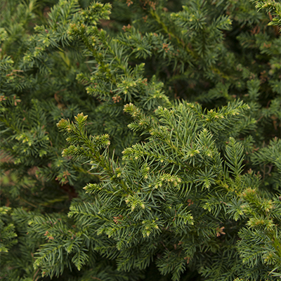 Black Dragon Japanese Cedar