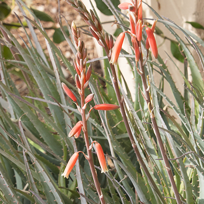 Blue Elf Aloe with orange flowers