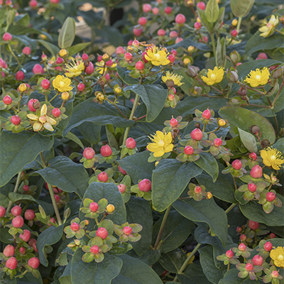 yellow flowers and pink berries on floralberry st johns wort