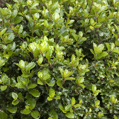 green leaves on emerald magic holly