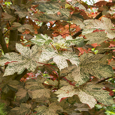 showy foliage of Esk Sunset Sycamore Maple is splashed with cream, tan, and pink