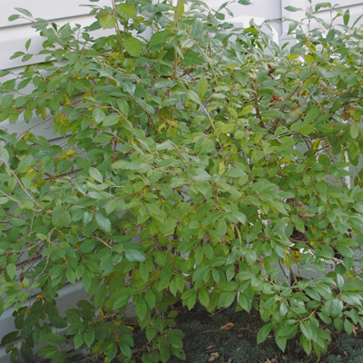 Jim dandy reen foliage