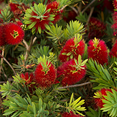 little john dwarf bottlebrush