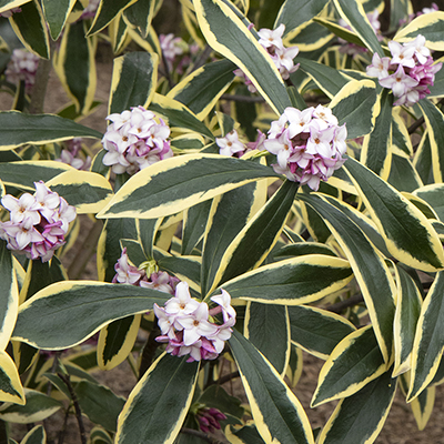 Moonlight Parfait® Winter Daphne