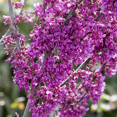 purple redbud flowers on small redbud tree