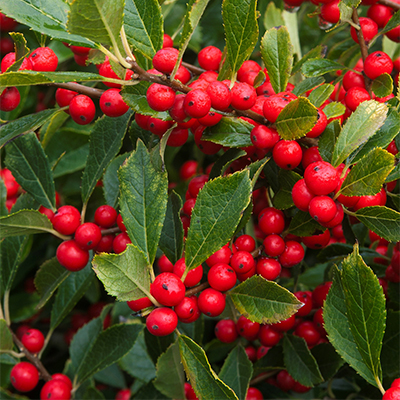 Red Sprite Winterberry